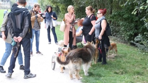 Bolzano, una vita serena per i cani “disabili” – Trentino
