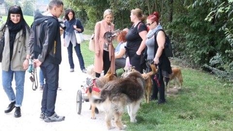 Bolzano, una vita serena per i cani “disabili” – Alto Adige
