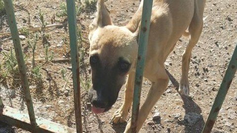 Quel che resta di un cane: abbandonati in un terreno, scheletrici e … – vistanet (Comunicati Stampa)