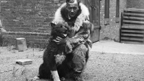 Il mistero del doping nella corsa con cani da slitta più famosa del … – Globalist.it
