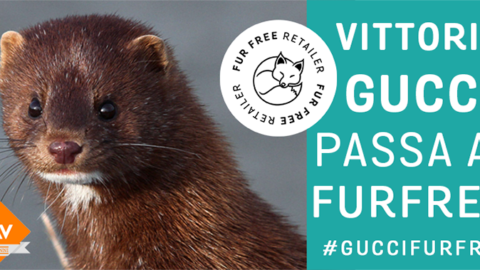 Svolta epocale nella moda: Gucci passa al fur free. Addio pellicce dal 2018