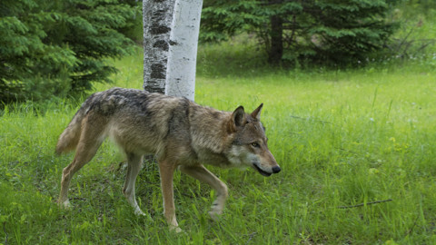 Tre lupi vittime di bracconaggio. Necessario intervento Ministero Ambiente