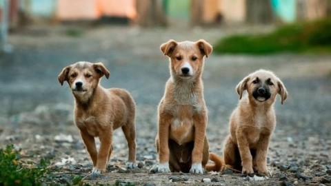 Cani, ecco come comunicano – La Repubblica