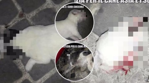 Cagna uccisa insieme ai suoi cuccioli, il proprietario nega le accuse … – Leggo.it