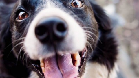 I Bau, incontro per proprietari di cani responsabili – mentelocale.it
