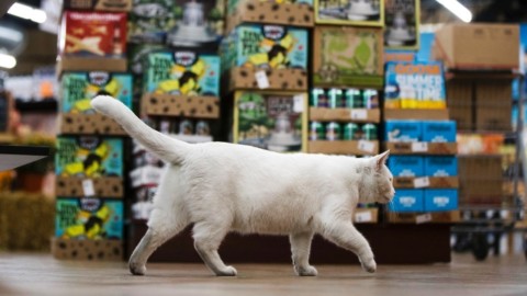 Il posto fisso: come dare al gatto che graffia e morde una seconda … – Rai News