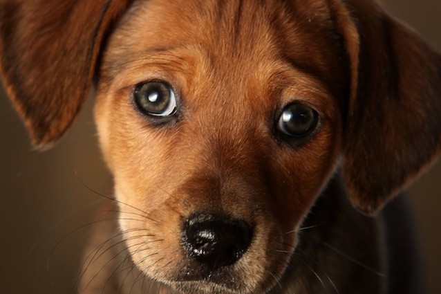 Gli animali sono sono beni ma esseri sensibili