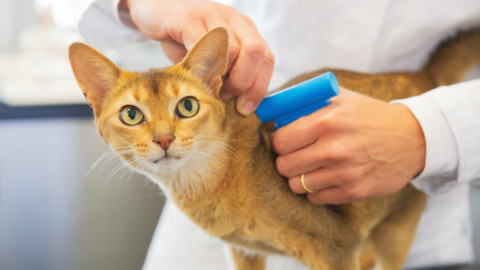 Comune di Parma: microchip gratis per gatti l'11 novembre – ParmaPress24 (Satira) (Comunicati Stampa) (Blog)