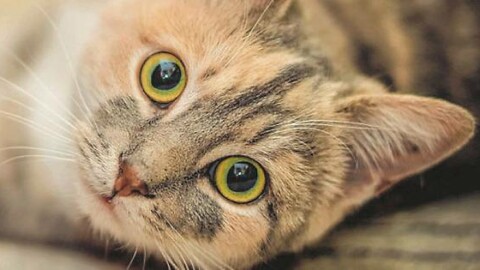 Anche i gatti possono soffrire per lo stress – Gazzetta di Parma