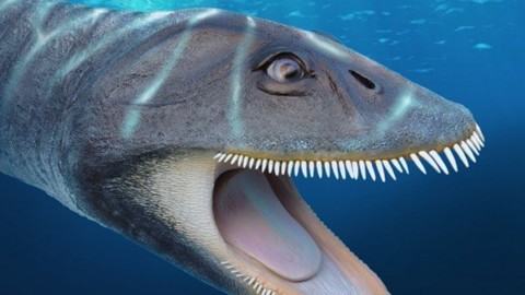 Ecco Morturneria: il plesiosauro filtratore – Pikaia