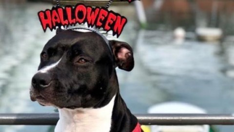 Se un giorno a Genova incontri un cane “vestito” da Halloween ecco … – Il Secolo XIX