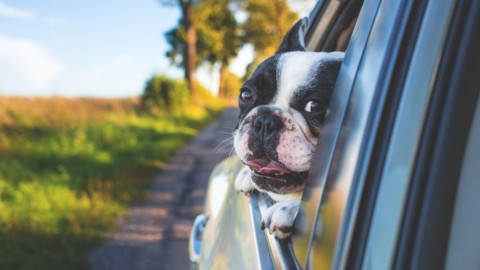 Cintura di sicurezza: normative per animali domestici – Quotidiano.net