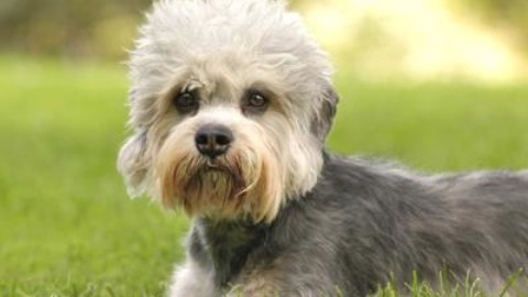 Animali: i cani fanno gli “occhi dolci” solo agli umani, lo studio – Meteo Web