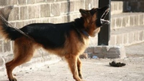 Cani da guardia: quali sono? Le razze da conoscere – TuttoGreen