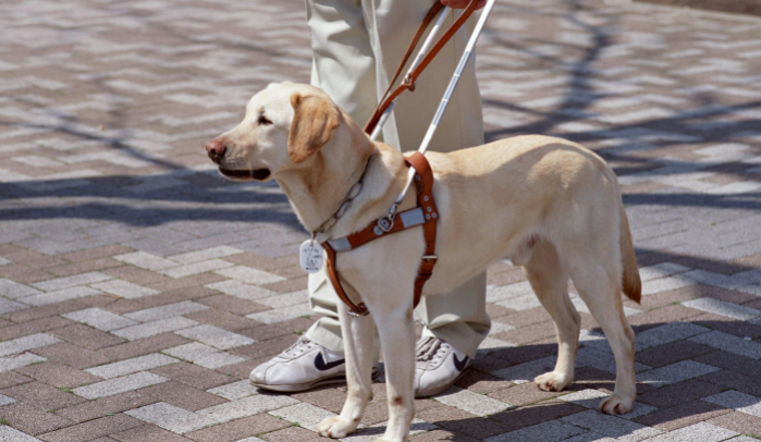cane-guida-non-vedenti