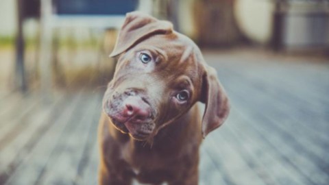Animali: l'odore delle “emozioni” degli uomini può essere percepito … – Meteo Web
