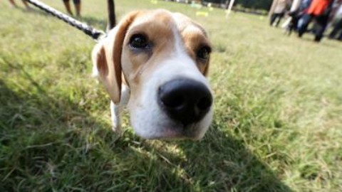 Un alleato a 4 zampe, il cane può proteggere i bimbi da eczema … – Adnkronos