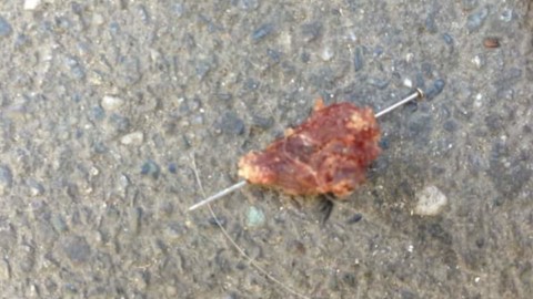 Bocconi-trappola a Mirafiori, padrone col cane trova spilli nella carne – TorinOggi.it