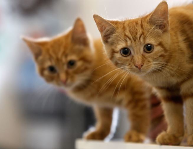 Una coppia di gattini rossi
