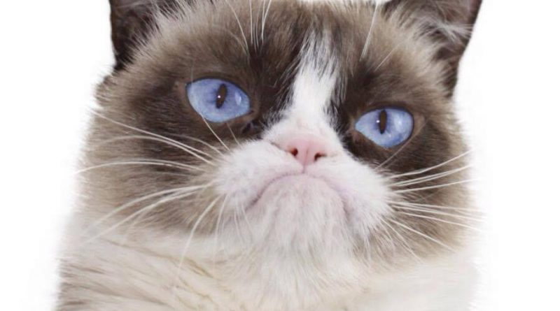 animaligrumpy
