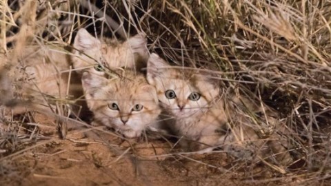 Ripresi per la prima volta nel deserto i gatti delle sabbie (VIDEO E … – vistanet (Comunicati Stampa)