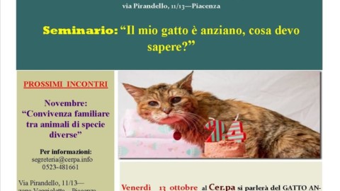Gli acciacchi del gatto anziano, al Cerpa si parla di prevenzione e … – IlPiacenza