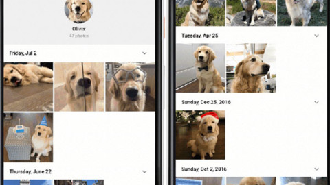 Google Foto 3.7 introduce Riconoscimento Animali e scheda … – PianetaCellulare.it