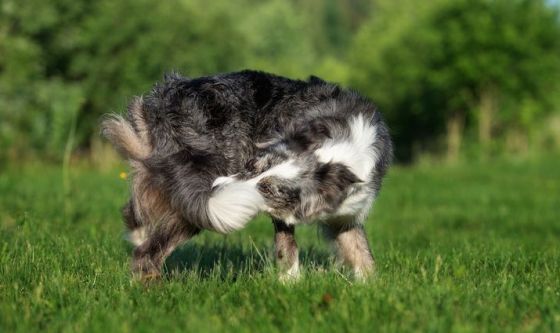 Perché i cani si mordono la coda?