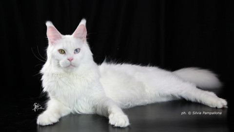 'Un gatto per amico Halloween edition' – PisaToday