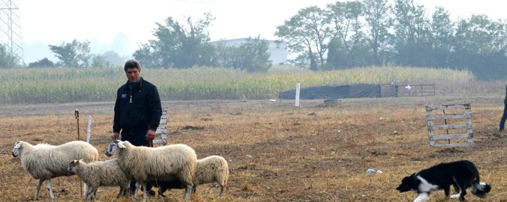 Open International Sheepdog Trial A Cologno raduno dei cani pastore