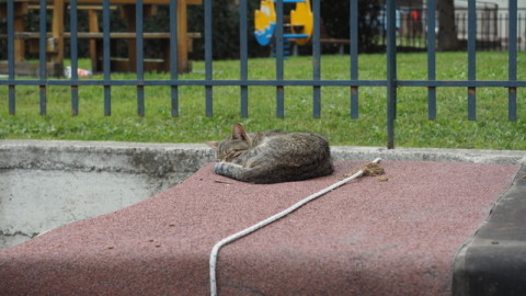 Taggia: spostamento colonia felina da zona Borghi, un residente … – SanremoNews.it