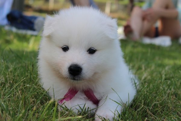 samoideo-cucciolo