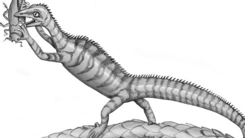 Scoperto un rettile di 200 milioni di anni. Prenderà il nome di un prof … – La Provincia di Varese
