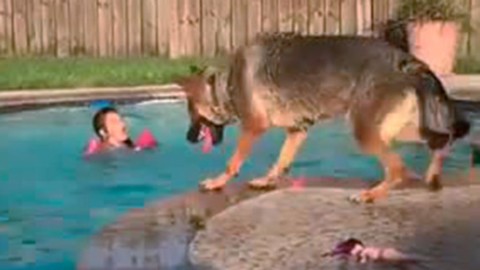 Bimba finge di essere in difficoltà in piscina, il cane si tuffa e la salva – La Stampa