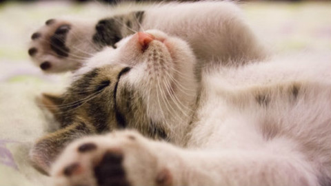 Gatti e linguaggio del corpo: 5 segnali – GreenStyle