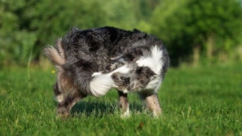 Perché i cani si mordono la coda? – Sanihelp.it