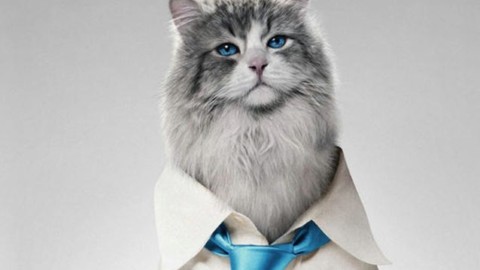 Gatti protagonisti al cinema: qual è il tuo preferito? – Cinema Fanpage