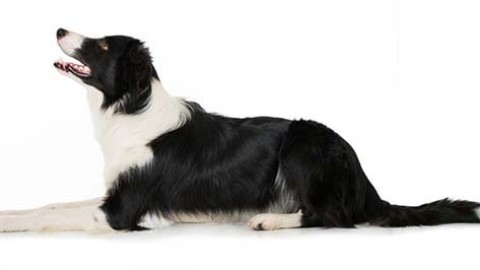 Border Collie: carattere, malattie e come educarlo. I consigli del … – greenMe.it