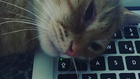 Ma cosa vuole il mio gatto? Ecco i segreti per capirlo – Il Secolo XIX