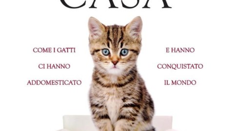 Non di sole fusa vive il gatto, signore del mondo – La Stampa