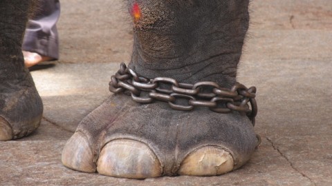 American Circus, la Cassazione: NO detenzione elefanti a catena corta