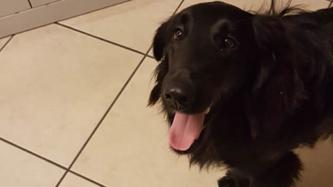 Merate: un cane abbandonato salvato dalle guardie notturne – MerateOnline