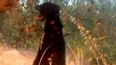 Cani impiccati a Montecorvino Rovella, animalisti in piazza: appello … – SalernoToday