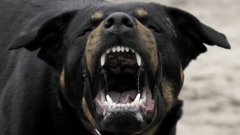Come evitare che il cane ci aggredisca: da novembre in tutt'Italia i … – Valledaostaglocal.it