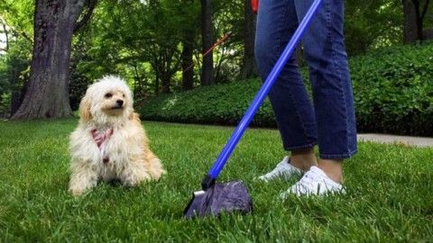 Cacche di cane: con il Dna sporcaccioni senza scampo – Varese News