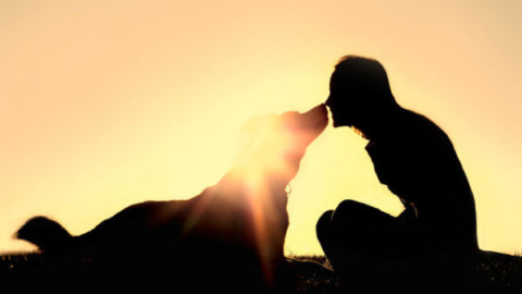 Cani che azzannano i padroni: perché aggrediscono e come non … – Vesuvio Live