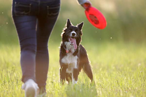 border collie giocare