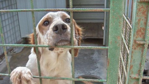 Corsi formativi per i proprietari di cani adottati presso il canile – Sardegna Live