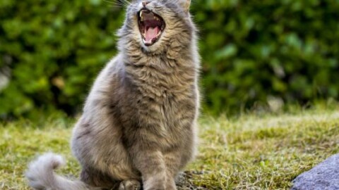 Giappone: un gatto è accusato di omicidio nei confronti della … – 105.net