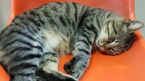 Il gatto mascotte cacciato dopo 10 anni dall'ospedale – 105.net